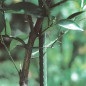 Tutore in acciaio plastificato 60 cm Ø8 mm | Bastoncini per piante e alberi | Supporti per pomodori e piante rampicanti Tutore in acciaio plastificato 60 cm Ø8 mm | Bastoncini per piante e alberi | Supporti per pomodori e piante rampicanti
