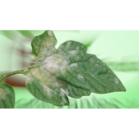 WG Masso Sulfur Fungicide against Powdery Mildew and Red Spider Mite 50g