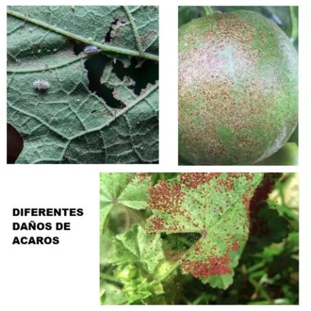 Fungicida Azufre WG Masso contra Oidio y Araña Roja 50gr