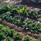 Fertilizante Triplo 15, 40 kg | 15% Nitrogênio, 15% Fósforo, 15% Potássio, 5% Enxofre | Para Todas as Culturas Fertilizante Triplo 15, 40 kg | 15% Nitrogênio, 15% Fósforo, 15% Potássio, 5% Enxofre | Para Todas as Culturas