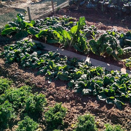 Abono Fertilizante Triple 15