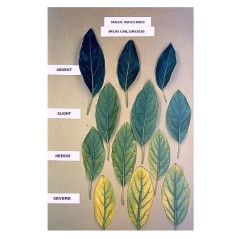 Engrais à base de chélate de fer granulé 500 g pour sols et plantes de haute qualité