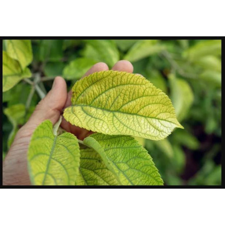 Fertilizante con Quelato de Hierro Granulado 500gr para Suelos y Plantas