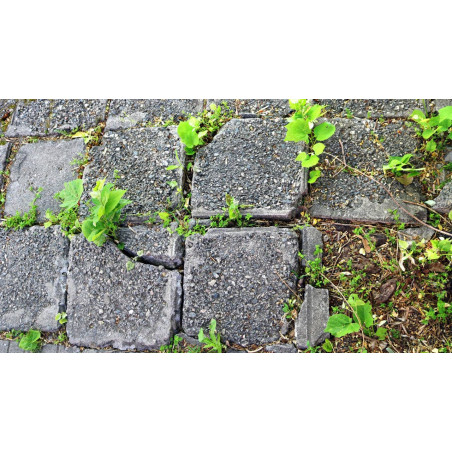 ROUNDUP Total Professional Herbicida 250 ml | Elimina ervas daninhas, solução para jardins, pomares e áreas externas