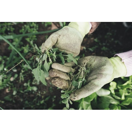 Herbicida ROUNDUP Total Profesional 1 Litro