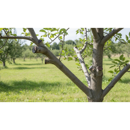 Masilla Pastol 250 gr para Injertos y Podas