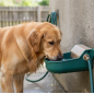 Bebedero Perro Automatico | Bebedero para Perro Grande | Bebedor de Agua para Perros 20x22x10cm Bebedero Perro Automatico | Bebedero para Perro Grande | Bebedor de Agua para Perros 20x22x10cm