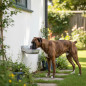 Bebedouro automático de alumínio para cães | Fonte de água para cães de grande porte | Bebedouro para cães 19x22x9cm