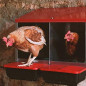 Laying hens 2 departments 57x47x77 cm with legs
