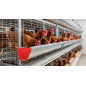 Mangeoires à batterie pour poules pondeuses