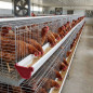 Comederos en bateria gallinas ponedoras