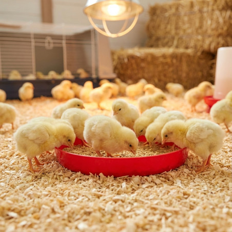 Plat pour Poussins de Première Âge 40 cm | Mangeoire en Plastique | Alimentation Poussins Nouveau-Nés | 40x40x5 cm