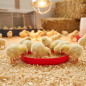 Plate for First Age Chicks 40 cm | Plastic Feeder | Feeding Newborn Chicks | 40x40x5cm