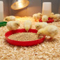 Plat pour Poussins de Première Âge 40 cm | Mangeoire en Plastique | Alimentation Poussins Nouveau-Nés | 40x40x5 cm
