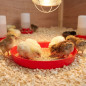 Plat pour Poussins de Première Âge 40 cm | Mangeoire en Plastique | Alimentation Poussins Nouveau-Nés | 40x40x5 cm