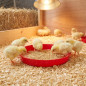 Plate for First Age Chicks 40 cm | Plastic Feeder | Feeding Newborn Chicks | 40x40x5cm