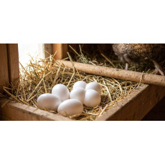 Lot de 16 Œufs de Poule Faux oeufs de poule Œufs de Pâques, Lot de faux œufs en bois pour aider à pondre des poules