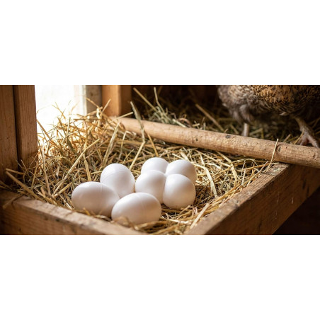 Lot de 16 Œufs de Poule Faux oeufs de poule Œufs de Pâques, Lot de faux œufs en bois pour aider à pondre des poules