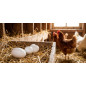 Pack di 16 Uova Finte in Plastica per Galline | Aiuta le Galline a Deporre Uova | 4,5x6 cm