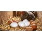 Pack di 16 Uova Finte in Plastica per Galline | Aiuta le Galline a Deporre Uova | 4,5x6 cm