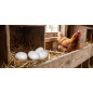 Pack di 16 Uova Finte in Plastica per Galline | Aiuta le Galline a Deporre Uova | 4,5x6 cm
