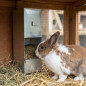Rabbit food dispenser hopper feeder 1 hole