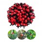 Lot de 1000 Goutteur Réglable 0-70 l/h pour arrosage, Système D'arrosage Automatique, Tuyau Egouttement. Utilisé dans les jardin Lot de 1000 Goutteur Réglable 0-70 l/h pour arrosage, Système D'arrosage Automatique, Tuyau Egouttement. Utilisé dans les jardin