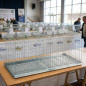 Exhibition cage pigeons 2 departments
