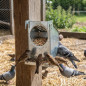Feeder pigeons, birds and partridges sheet