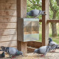 Pigeon feeder with viewer
