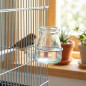 Bebedero de Vidrio para Jaula de Pájaros 75ml - Accesorio para Bebida de Pájaros