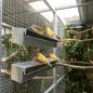 Canary sheet feeder 46 x 6 x 8 cm. 