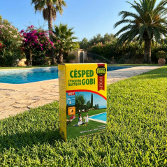 Sementes de grama fina | Sementes para gramado residencial 1 kg | Sementes de grama mediterrânea | Gramado de baixa manutenção