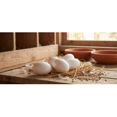 Pack 16 Huevos de plástico para palomas | Diseño realista para cría y entrenamiento