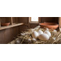 Künstliche Eier | 16er-Packung Plastikeier für Hühner | Agricola Poultry | Imitierte Eier, die Hühnern beim Eierlegen helfen