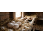 Künstliche Eier | 16er-Packung Plastikeier für Hühner | Agricola Poultry | Imitierte Eier, die Hühnern beim Eierlegen helfen