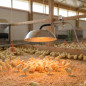 Riscaldatore a infrarossi da 0,55 a 4,8 KW | Calore professionale efficiente per incubatrici e allevamento di pulcini Riscaldatore a infrarossi da 0,55 a 4,8 KW | Calore professionale efficiente per incubatrici e allevamento di pulcini