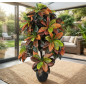 Plante Artificielle Croton 140cm avec pot | Plantes en plastique pour la décoration de jardin intérieur et extérieur