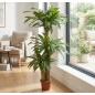 Artificial Dracaena Plant 145cm with Pot | Plastic Plants for Indoor and Outdoor Garden Decor