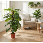 Planta Artificial Monstera 135cm con Macetero | Plantas de Plástico para Decoración de Jardín Interior y Exterior