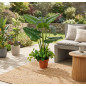 Planta Artificial Taro 100cm con Macetero | Plantas de Plástico para Decoración de Jardín Interior y Exterior