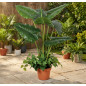 Künstlicher Taro 100 cm mit Topf | Plastikpflanzen zur Gartendekoration für Innen- und Außenbereiche