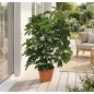 Planta Artificial Cheflera 65cm con Macetero | Plantas de Plástico para Decoración de Jardín Interior y Exterior