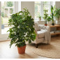 Plante Artificielle Cheflera 65cm avec pot | Plantes en plastique pour la décoration de jardin intérieur et extérieur
