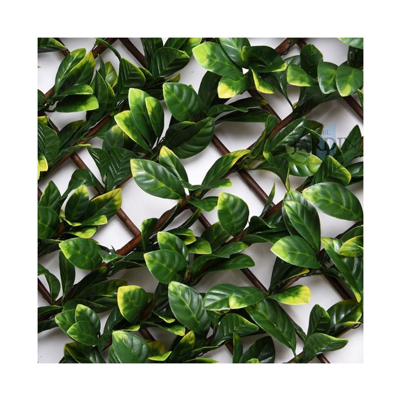 Treliça de madeira 100x200 cm | Treliça de vime com folha de louro | Treliça para interior/exterior | Treliça extensível | Treli