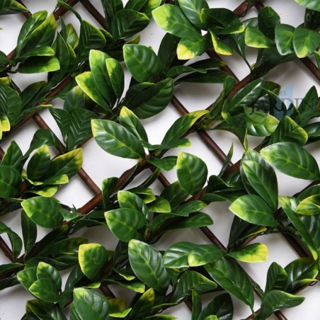 Wicker lattice bay leaves 1 x 2 meters