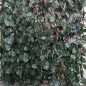 Celosia de mimbre extensible de hojas de sauce. 1 x 2 metros