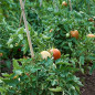 50 Stück Bambusstützen für Pflanzen 90 cm (6-8 mm) – Bambusstäbe, Stützen für Pflanzen, Gemüse, Tomaten, Bambusstäbe