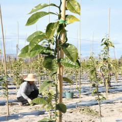 50 x Bamboo stakes 90 cm, diameter 6-8 mm. Bamboo rods for agricultural use, supporting trees, plants and vegetables