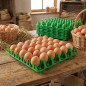 10 x Plateau en Plastique avec Capacité de Stockage de 30 Oeufs, 30x30x5 cm